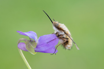 Some insects, bee, catelerpilar, and others