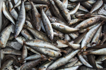 Obraz premium Sea fish in the market