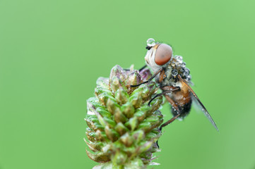Some insects, bee, catelerpilar, and others