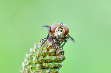 Some insects, bee, catelerpilar, and others