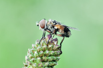 Some insects, bee, catelerpilar, and others