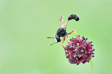 Some insects, bee, catelerpilar, and others