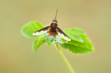 Some insects, bee, catelerpilar, and others