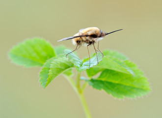 Some insects, bee, catelerpilar, and others