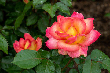 Pink and Yellow Rose Pink and yellow rose blossoms.