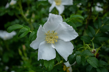 Obraz na płótnie Canvas A fragrant, old fashioned, white, single flowered rose in bloom.
