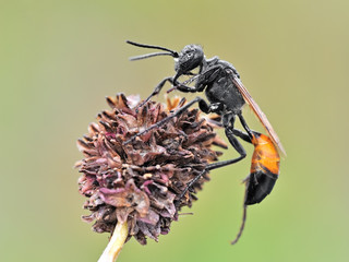 Some insects, bee, catelerpilar, and others