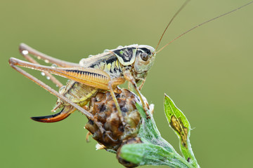 Some insects, bee, catelerpilar, and others