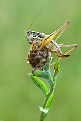 Some insects, bee, catelerpilar, and others