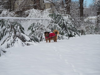 Dog playing in the snow with a coat on