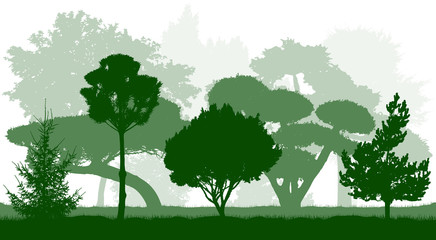 Botanical garden. Ornamental trees silhouettes. Vector illustration.