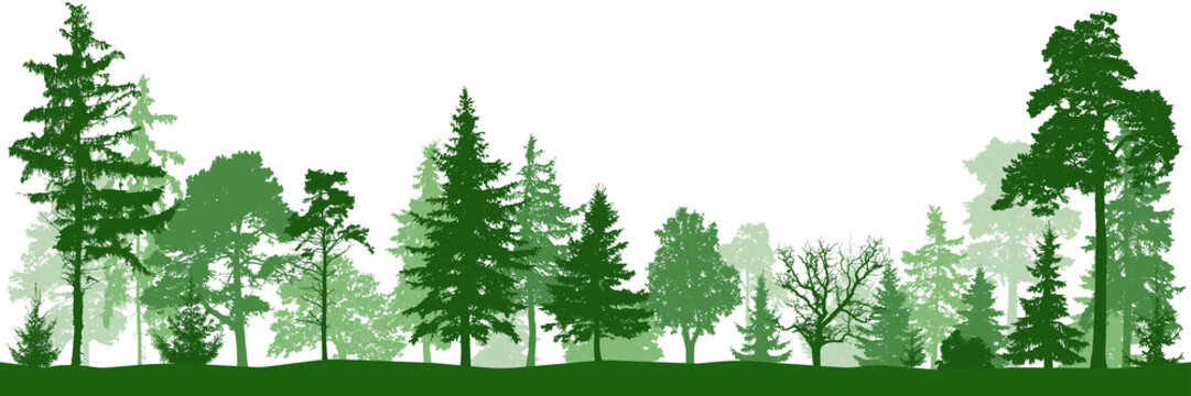 Forest park. Silhouette vector. Landscape of isolated trees