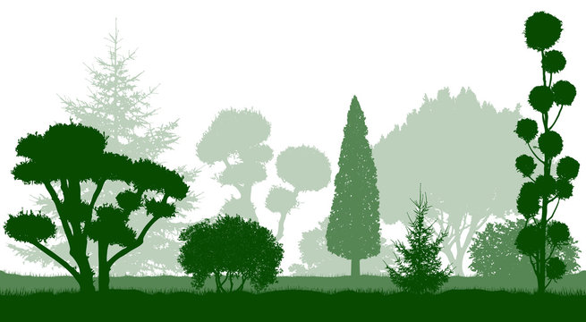 Decorative dwarf trees, garden conifers. Silhouettes. Vector illustration