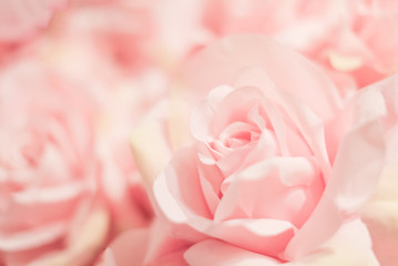 closeup view of pink eustoma flower. Soft pastel wedding background...