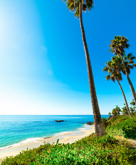 Palm trees in Laguna Beach