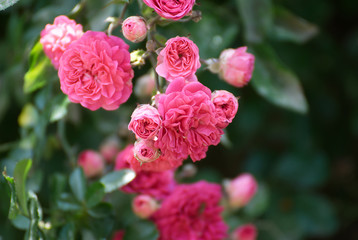 Beautiful pink roses climbing in spring