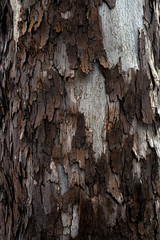 Beautiful structure of tree bark. Interesting texture of the tree surface.