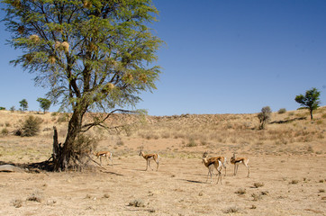 Springbok, Antidorcas marsupialis, Parc national Kalahari Gemsbok, parc transfrontalier de Kgalagadi, Afrique du Sud