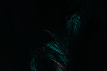 Obraz premium Abstract art of beautiful paint of feather for texture background and design,Colorful and fancy colored