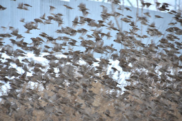 horde of sparrows