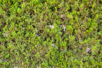 the wallpaper of small green leaves and brown tree branch