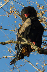 Bateleur des savanes, Aigle bateleur,  Terathopius ecaudatus, Bateleur
