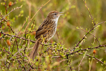 North Island Fernbird 