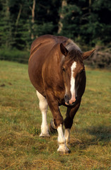 Naklejka na ściany i meble Cheval, race Comtois, Equus ferus caballus