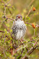 North Island Fernbird 