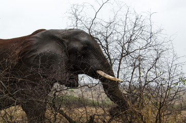 Fototapeta premium Eléphant d'Afrique, Loxodonta africana, Parc national Kruger, Afrique du Sud