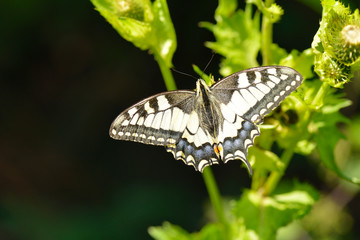 Schwalbenschwanz (Schmetterling)