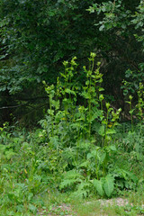 Kohl-Kratzdistel (Cirsium oleraceum)