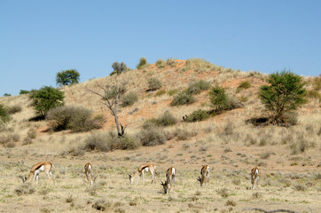 Springbok, Antidorcas marsupialis, Parc national Kalahari Gemsbok, parc transfrontalier de Kgalagadi, Afrique du Sud