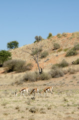 Springbok, Antidorcas marsupialis, Parc national Kalahari Gemsbok, parc transfrontalier de Kgalagadi, Afrique du Sud