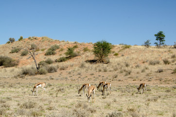 Naklejka na ściany i meble Springbok, Antidorcas marsupialis, Parc national Kalahari Gemsbok, parc transfrontalier de Kgalagadi, Afrique du Sud