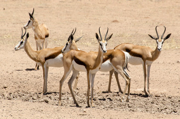 Springbok, Antidorcas marsupialis, Parc national Kalahari Gemsbok, parc transfrontalier de...