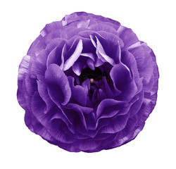 Obraz premium vintage purple. rose flower. Flower isolated on white background. No shadows with clipping path. Close-up. Nature.