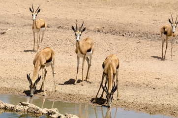 Springbok, Antidorcas marsupialis, Parc national Kalahari Gemsbok, parc transfrontalier de Kgalagadi, Afrique du Sud