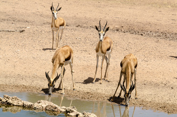 Springbok, Antidorcas marsupialis, Parc national Kalahari Gemsbok, parc transfrontalier de...