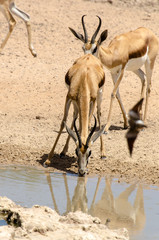 Springbok, Antidorcas marsupialis, Parc national Kalahari Gemsbok, parc transfrontalier de Kgalagadi, Afrique du Sud