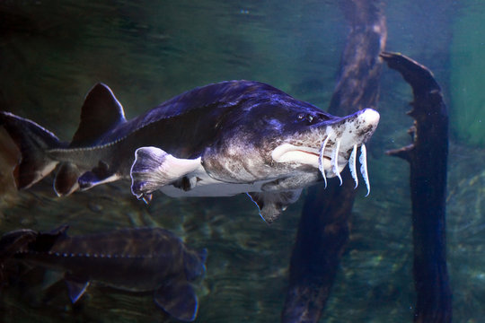 Beluga Sturgeon close up.