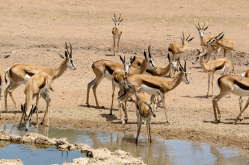 Springbok, Antidorcas marsupialis, Parc national Kalahari Gemsbok, parc transfrontalier de...