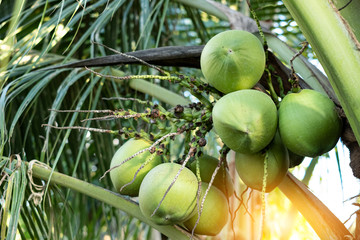  fresh coconuts cluster on the coconut tree
