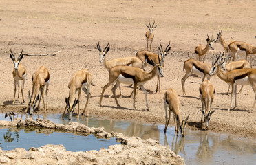 Springbok, Antidorcas marsupialis, Parc national Kalahari Gemsbok, parc transfrontalier de...