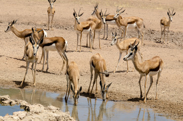 Springbok, Antidorcas marsupialis, Parc national Kalahari Gemsbok, parc transfrontalier de Kgalagadi, Afrique du Sud