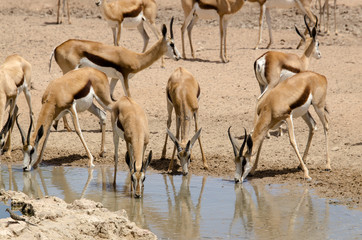Springbok, Antidorcas marsupialis, Parc national Kalahari Gemsbok, parc transfrontalier de...