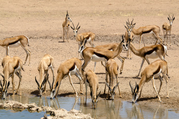 Springbok, Antidorcas marsupialis, Parc national Kalahari Gemsbok, parc transfrontalier de Kgalagadi, Afrique du Sud