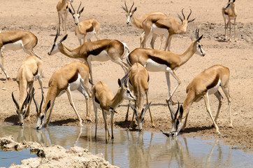 Springbok, Antidorcas marsupialis, Parc national Kalahari Gemsbok, parc transfrontalier de Kgalagadi, Afrique du Sud