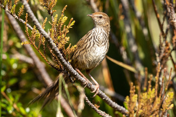 North Island Fernbird 