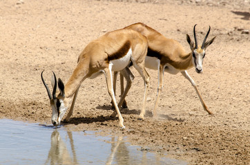 Springbok, Antidorcas marsupialis, Parc national Kalahari Gemsbok, parc transfrontalier de Kgalagadi, Afrique du Sud